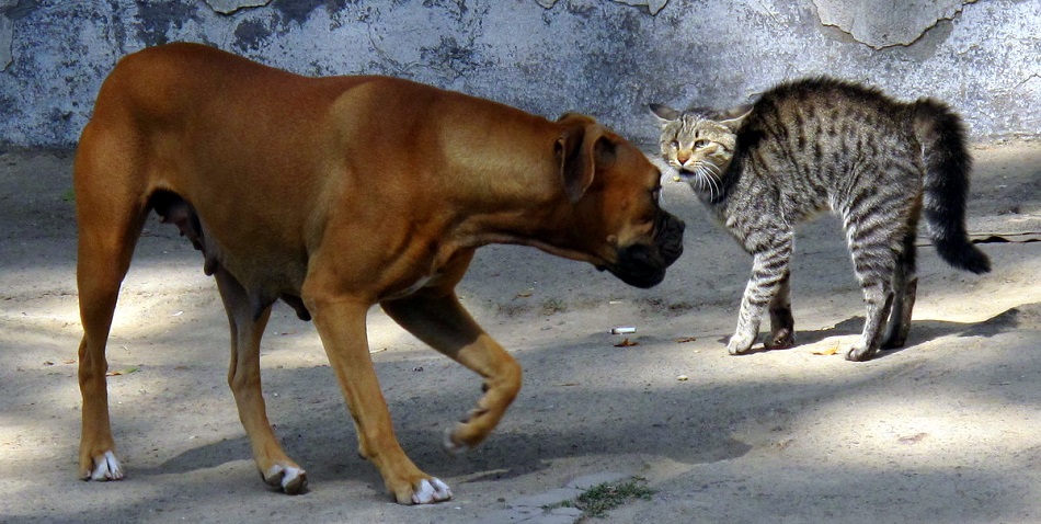 dog_and_cat